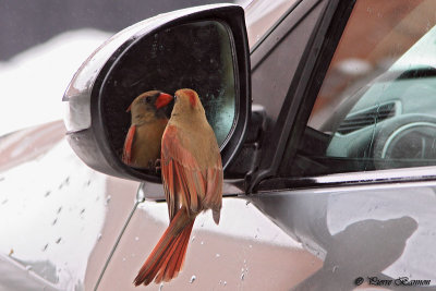 Cardinal rouge,  femelle  (Montral 11 dcembre 2014)