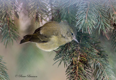 Paruline verdtre (Rcr-O-Parc de Sainte-Catherine, 22 dc 2014)