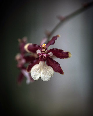 Dancing Lady