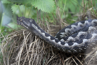 Vipera ammodytes