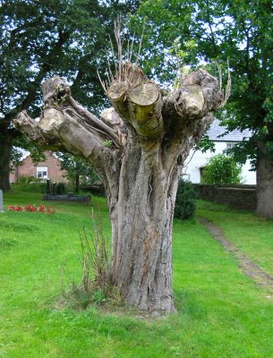 Church tree