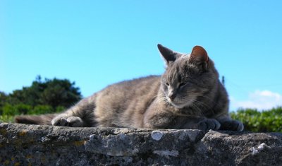 Island cat