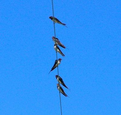 Swallows