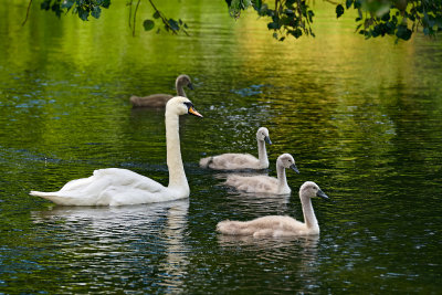 DSC_0175.jpg