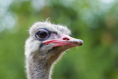 Ostrich