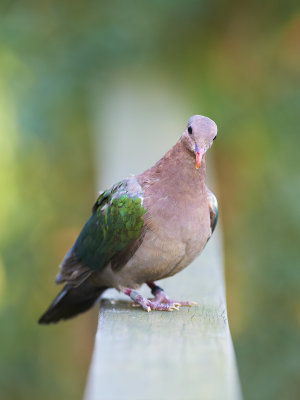 Doves and Pigeons