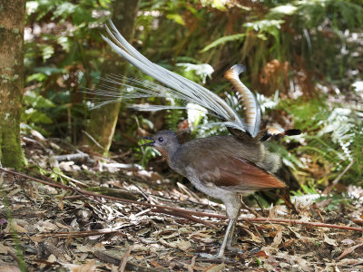 Lyrebird