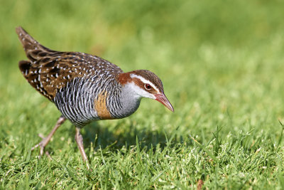 Buff Banded Rail