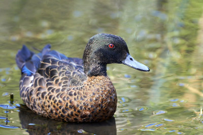 DSC_0736.jpg