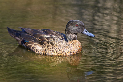 DSC_0770.jpg