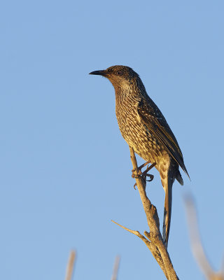 DSC_7919.jpg