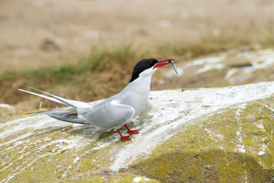 Arctic Tern