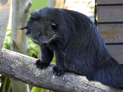 Binturong