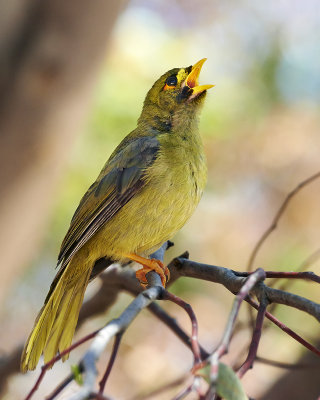 Bellbird or Bell Miner Bird
