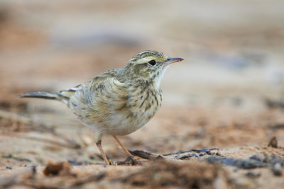 Australasian Pipit