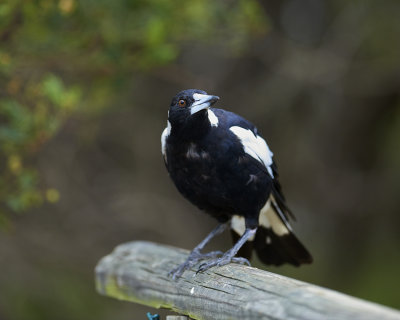 DSD_7413.jpg