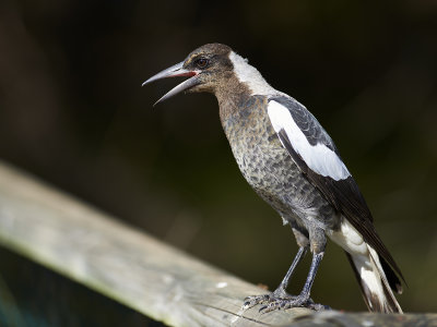 DSD_7616.jpg