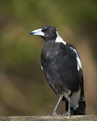 DSD_7700.jpg