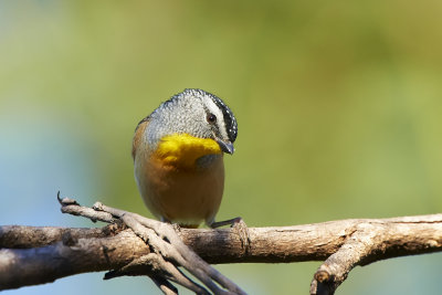 DSD_4028.jpg