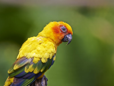 Non Australian Parrots Gallery