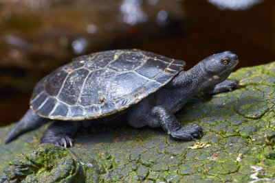 Tortoises & Turtles