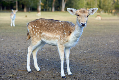 Deer