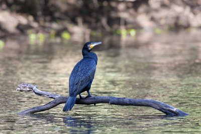 DSC_2098.jpg