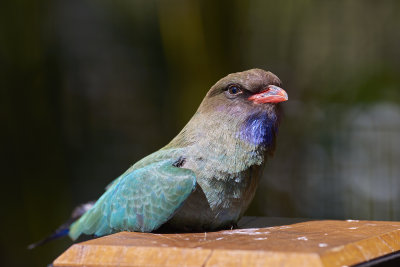 DSC_2580.jpg