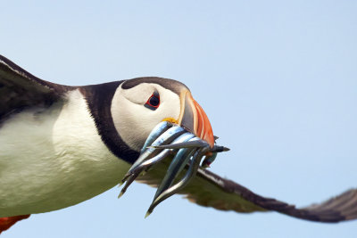 DSC_1381crop.jpg