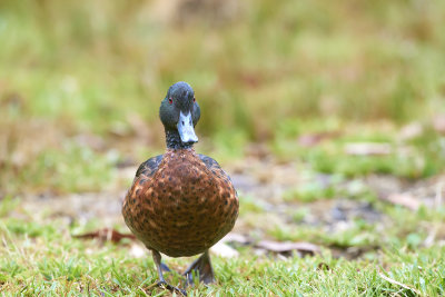 DSC_7737.jpg