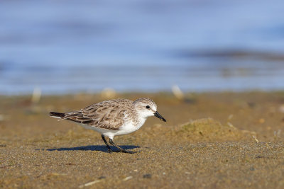 Red-necked Stint Gallery