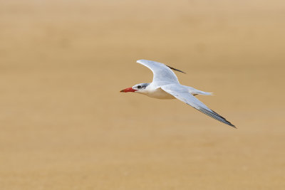 DSC_3345.jpg