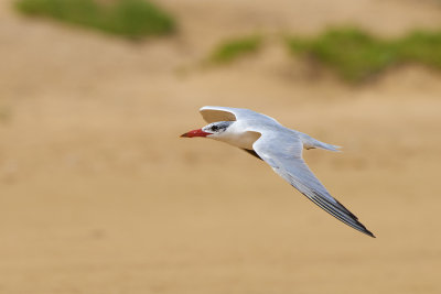 DSC_3348.jpg