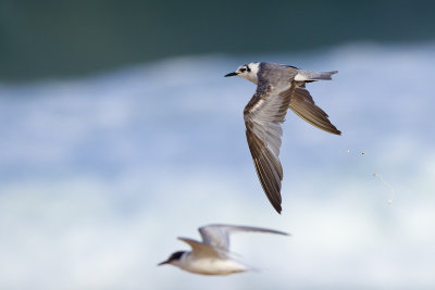 Little Tern