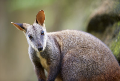 Wallaby Gallery