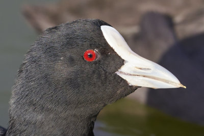 DSC_4004crop100.jpg