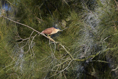 DSC_6456.jpg