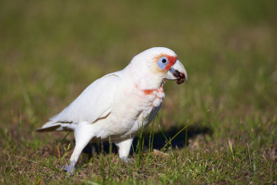 DSC_7009.jpg