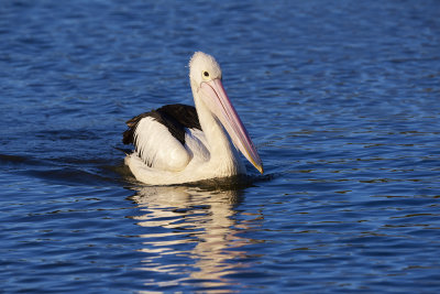 DSC_7237.jpg