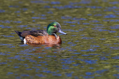 DSC_7610.jpg