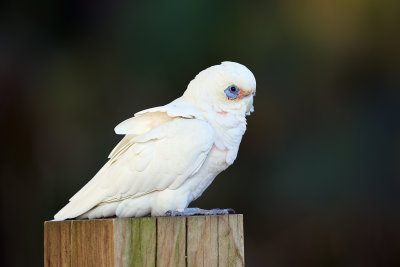 DSC_7986.jpg