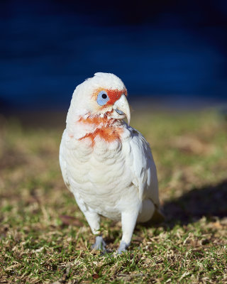 DSC_8003.jpg