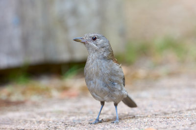 Grey Shrike Thrush