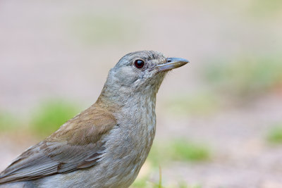 DSC_5187.jpg