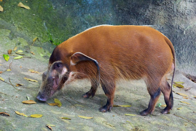 Red River Hog