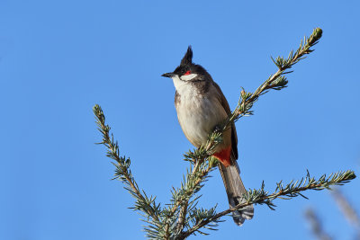 Red-whiskered Bulbul