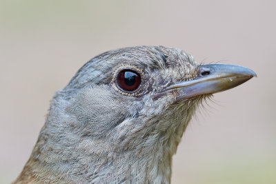 DSC_5187crop100.jpg