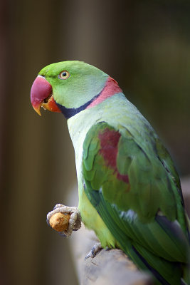 Indian Ringneck Parrot Gallery