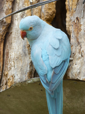 Blue Ringneck Parrot Gallery