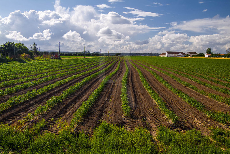 Paisagem Ribatejana